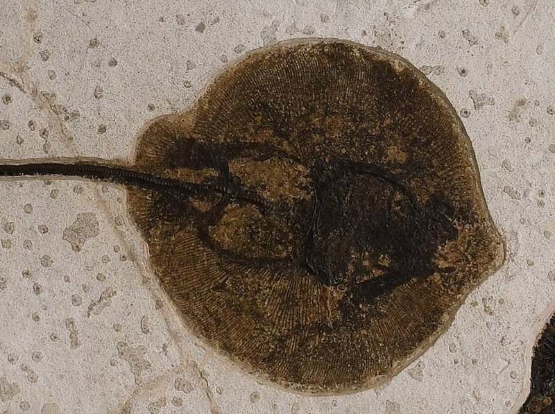 Fossil Stingray & the Country House Sale