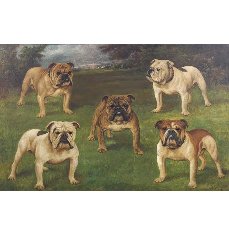 E.S. England (fl.1890-1910) A Study of British Bulldogs