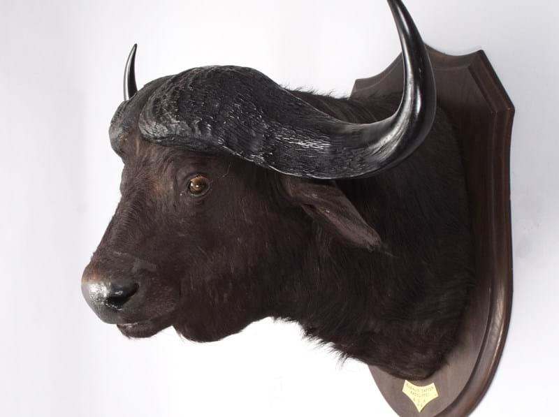 Natural History & Taxidermy Sale Preview (1)