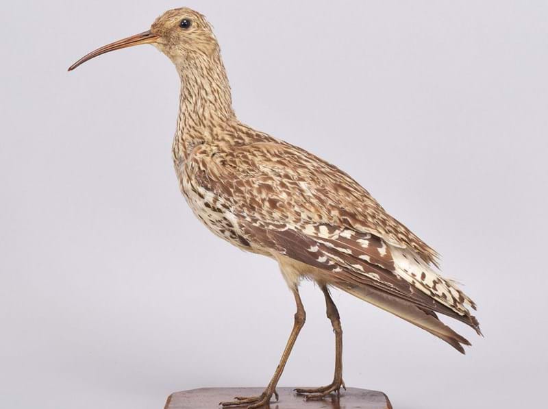 An Extinct Slender-Billed Curlew Discovered