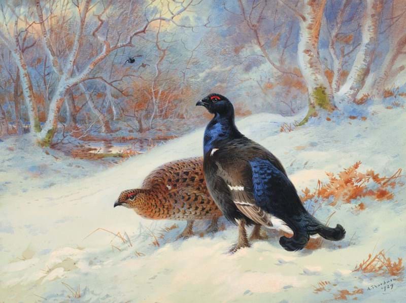The Genius of Archibald Thorburn