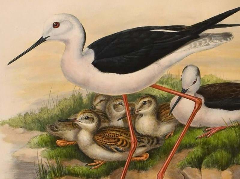 Rare Volumes of Natural History